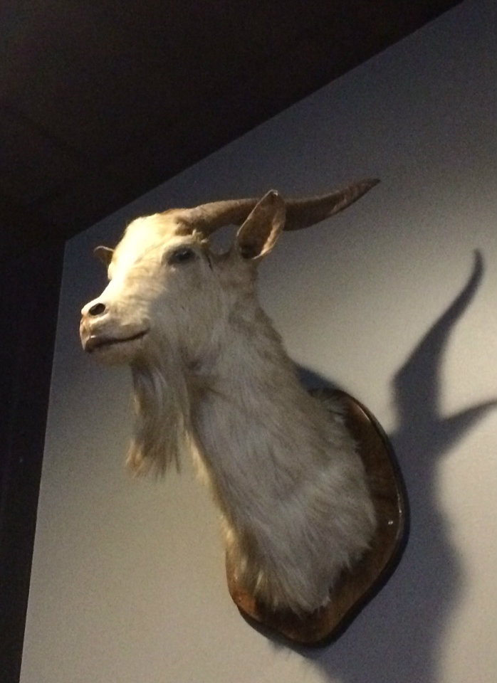 A goat head mounted on the wall