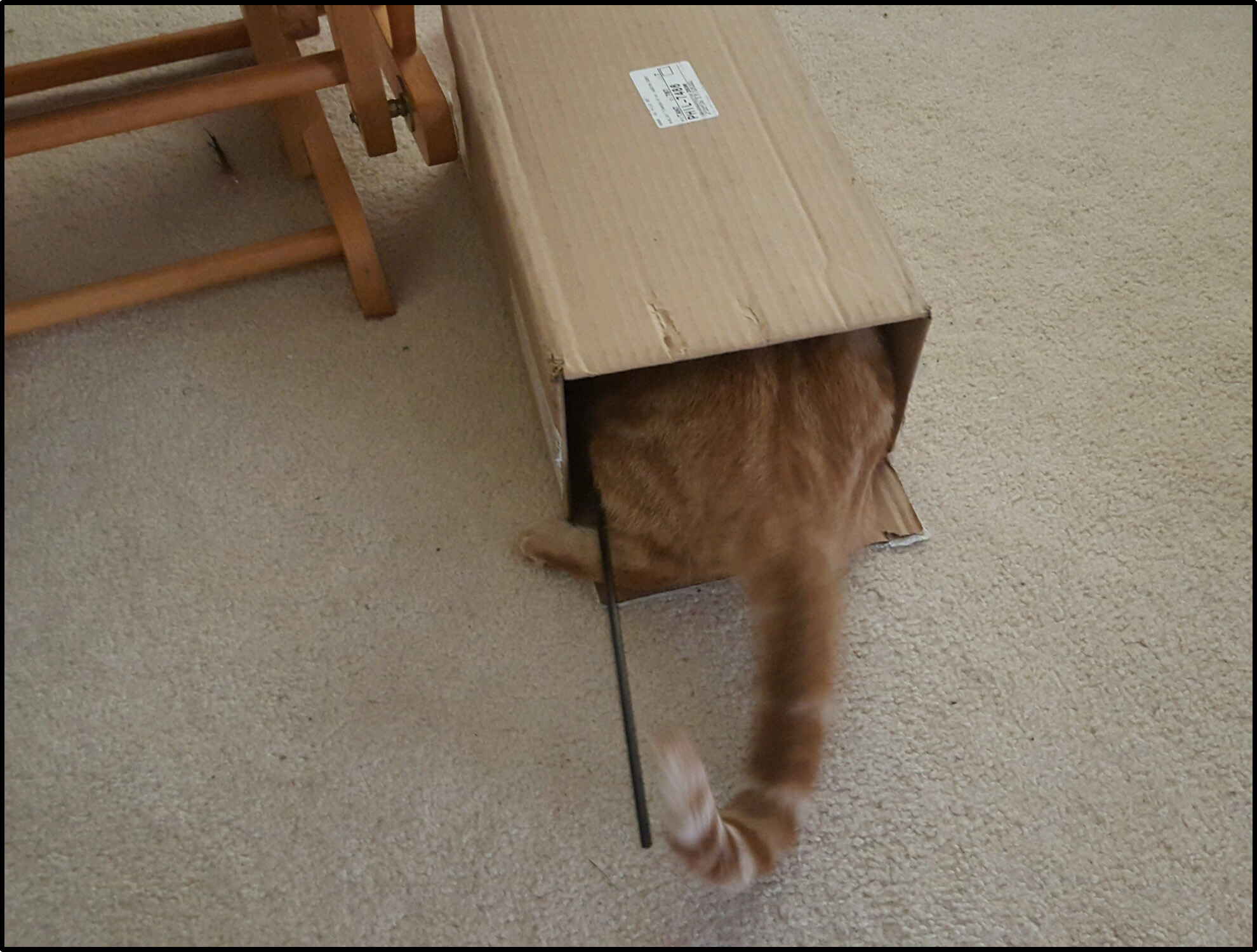 image: This is Oscar in a box