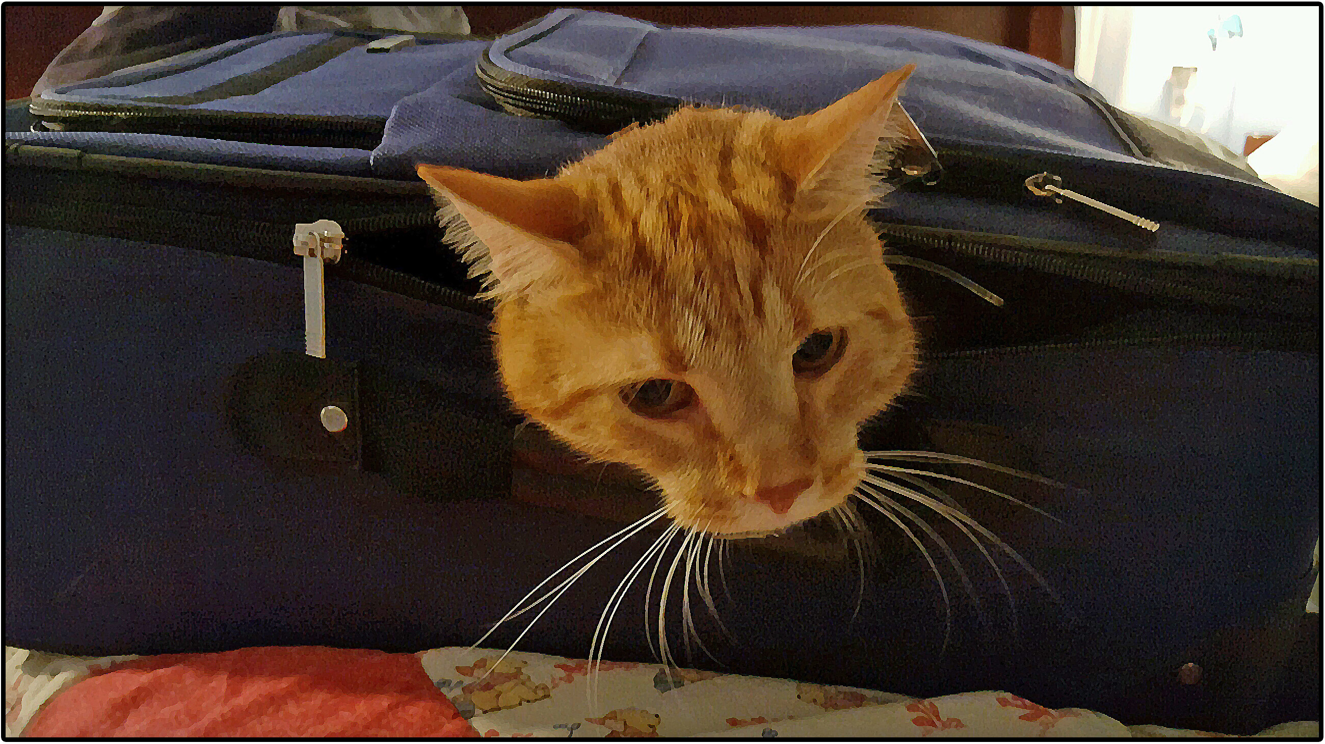 image: This is Oscar the cat in a suitcase