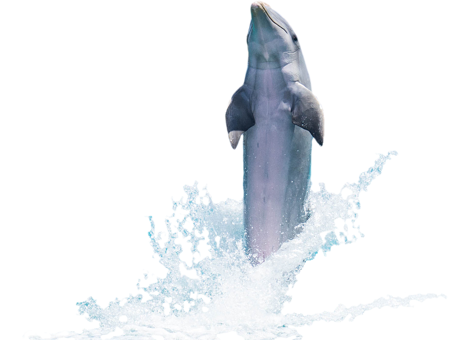 dolphin doing trick