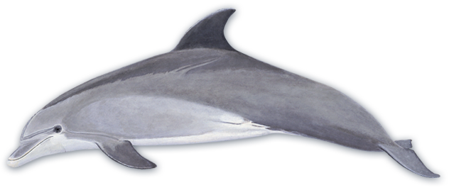 gray dolphin