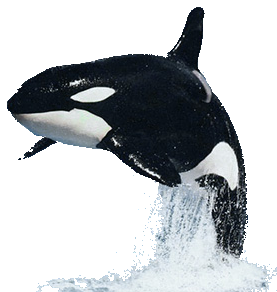 orca jumping