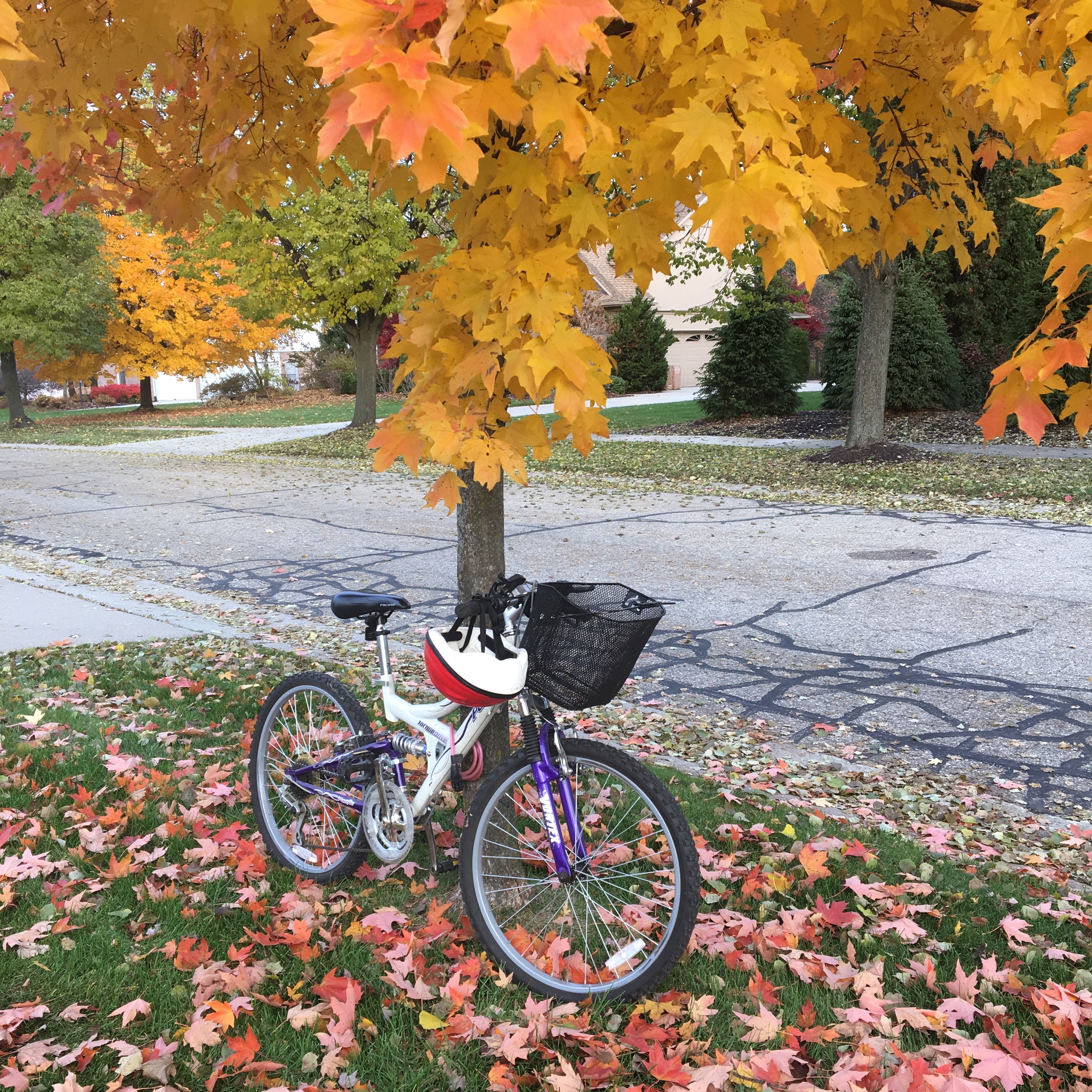 bike leaning against tree