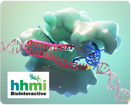 HHMI BioInteractive Link