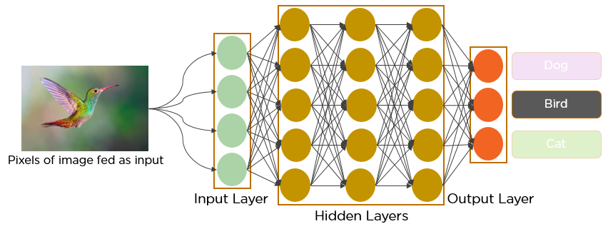 convolutional neural network's structure and how it works to identify the image of a bird