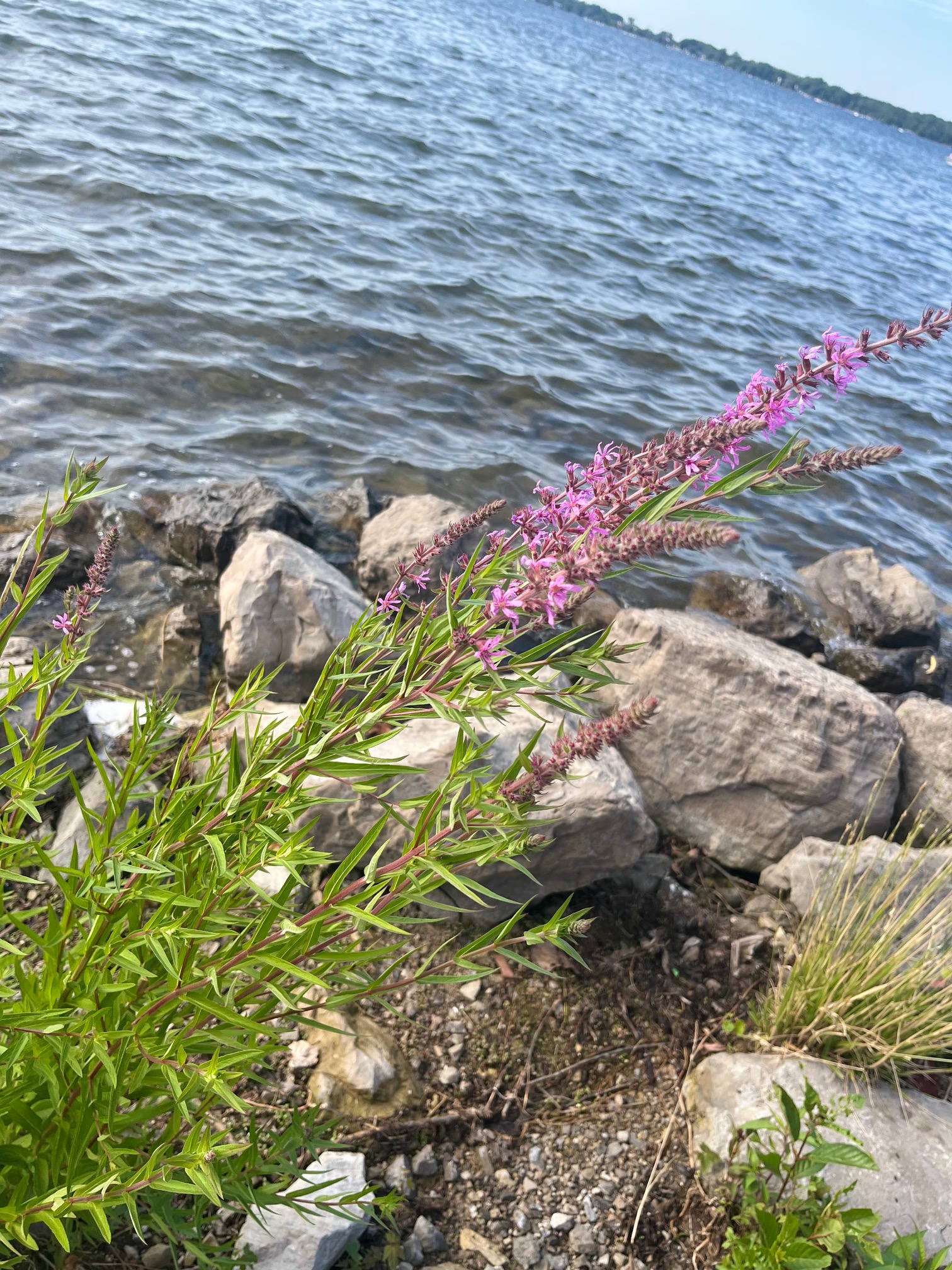 Pink flowers in front of a lake with large greyish rocks in the background. There is dirt near the bottom of the photo as well.