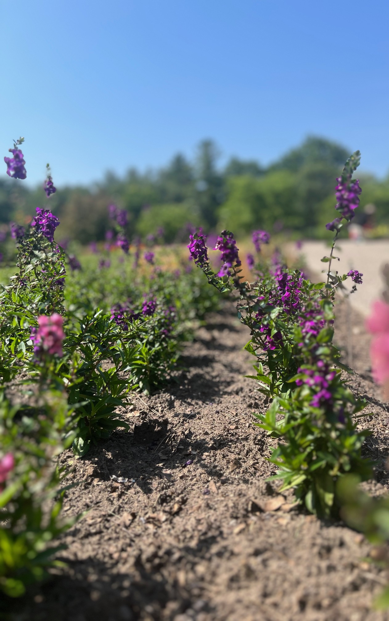 Pink and purple flowers in neat rows, with the background blurred slightly.