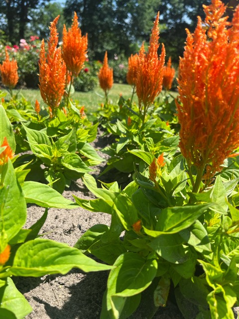 Bright orange flowers with large green leaves in patches.